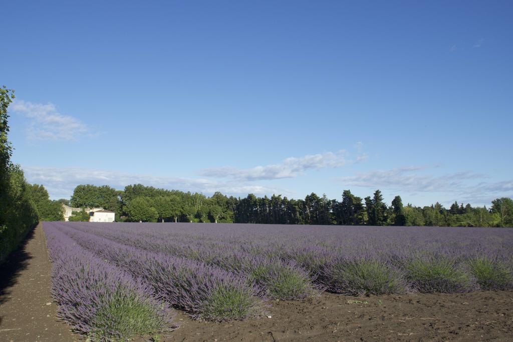 Montjoia